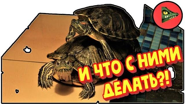 Красноухие черепахи! как содержать?! Красноухие черепахи! как содержать?!