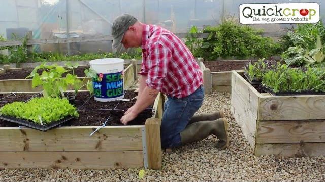 Square foot gardening Square foot gardening