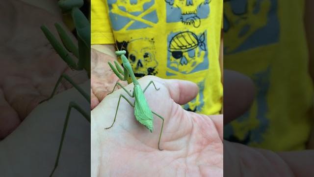 Man (scott) viciously attacked by praying mantis c.2014. https://www.youtube.com/watch?v=2lok2j6lvgq Man (scott) viciously attacked by praying mantis c.2014. https://www.youtube.com/watch?v=2lok2j6lvgq