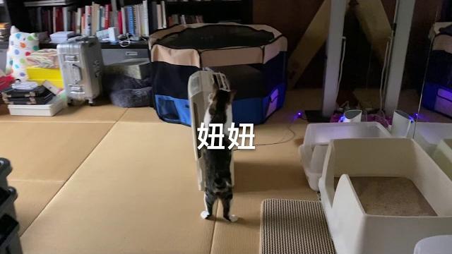 妞妞初登場!(妞妞與除濕機) 妞妞初登場!(妞妞與除濕機)