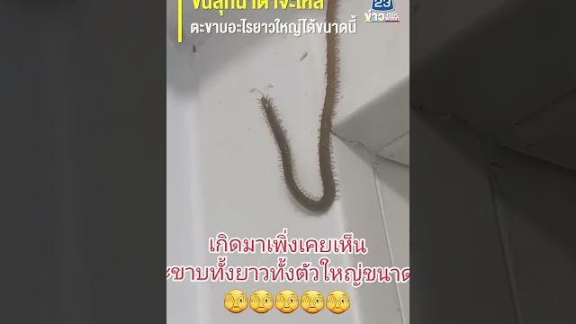 ขนลุกน้ำตาจะไหล ตะขาบอะไรยาวใหญ่ได้ขนาดนี้ ขนลุกน้ำตาจะไหล ตะขาบอะไรยาวใหญ่ได้ขนาดนี้
