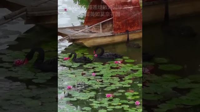 黑天鵝在睡蓮綻放的湖中游動,畫面美如莫奈花園。#快看美麗中國 黑天鵝在睡蓮綻放的湖中游動,畫面美如莫奈花園。#快看美麗中國