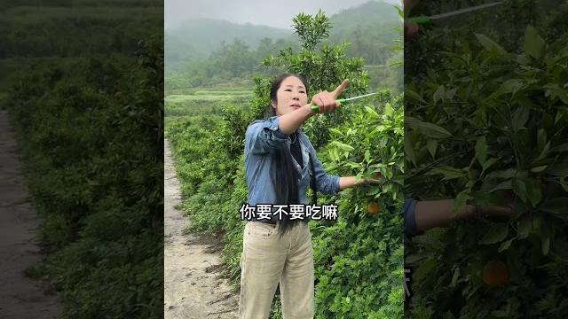 我们家乡的四季香橙熟了哦新鲜采摘 我的乡村生活 三农 农村果园 我们家乡的四季香橙熟了哦新鲜采摘 我的乡村生活 三农 农村果园