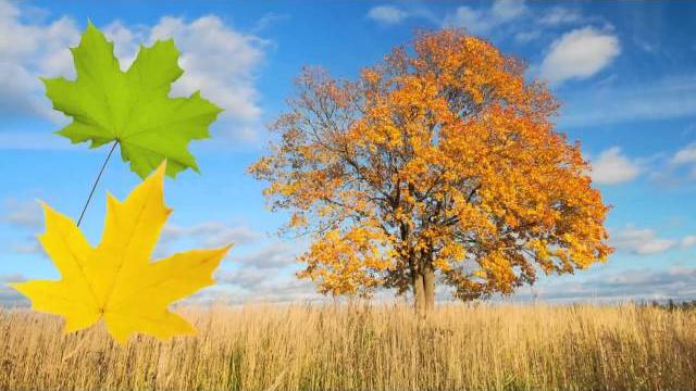 Autumn is here! Autumn is here!