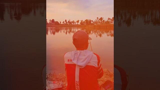 Ikan nila tobruttt Ikan nila tobruttt