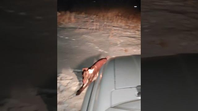 Собака зовет гулять Собака зовет гулять