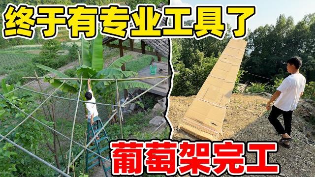 花458买了专业的人字梯,终于可以正常改造牛圈茶室了,葡萄架也正式完工了 花458买了专业的人字梯,终于可以正常改造牛圈茶室了,葡萄架也正式完工了