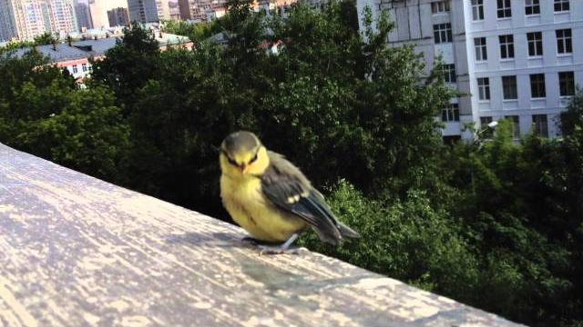 Синица Синица