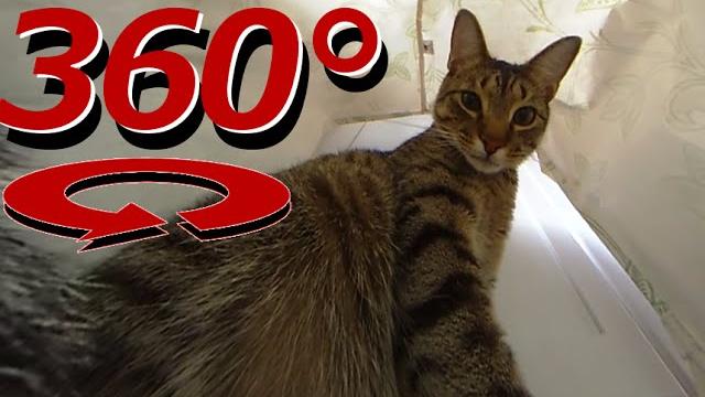360 degree cat video - the cat's in the bag - full version 360 degree cat video - the cat's in the bag - full version