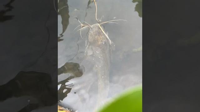 Amazing fishing catching video #viral #fishvideo #reels #fish #food #villagelife #fishing #natur Amazing fishing catching video #viral #fishvideo #reels #fish #food #villagelife #fishing #natur