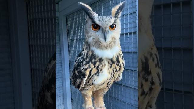 Tickling an owl's feet Tickling an owl's feet