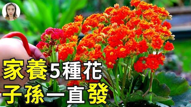 客廳養這5種花,子孫一直發發發,不是迷信非常准!|花花世界 客廳養這5種花,子孫一直發發發,不是迷信非常准!|花花世界