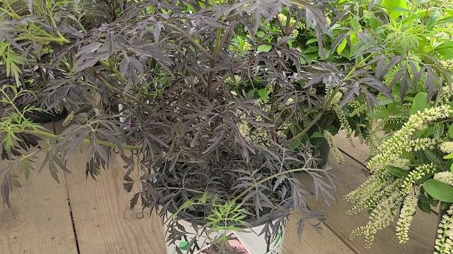 Sambucus black lace (black cutleaf elderberry) // superb shrub with black lacy leaves & pink flowers Sambucus black lace (black cutleaf elderberry) // superb shrub with black lacy leaves & pink flowers