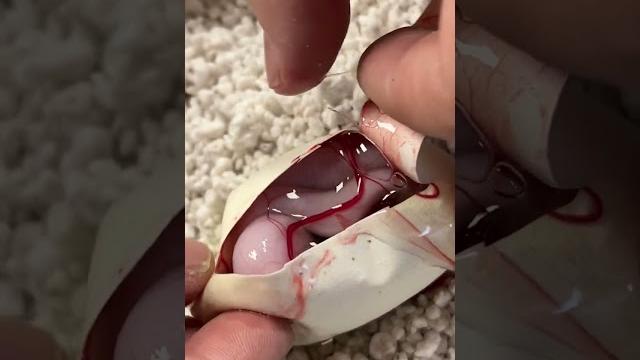 This snake was not supposed to be in this egg #shorts This snake was not supposed to be in this egg #shorts
