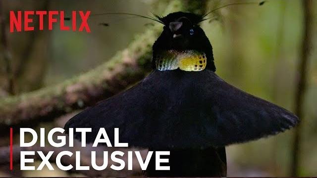 Our planet | birds of paradise | exclusive clip | netflix Our planet | birds of paradise | exclusive clip | netflix