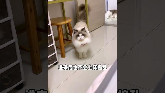 什么是有礼貌的小猫#猫 #治愈猫咪 #有礼貌的猫 什么是有礼貌的小猫#猫 #治愈猫咪 #有礼貌的猫