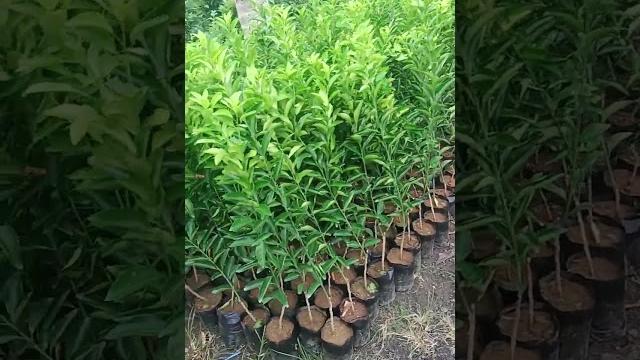 Planting honey santang oranges Planting honey santang oranges