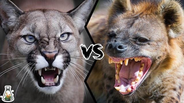 Cougar vs hyena - who would win a fight? Cougar vs hyena - who would win a fight?