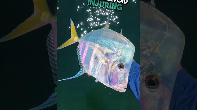 Moonfish release #cute #animals #pets #funny #moonfish #ocean #oceanlife #fish #animalwellness Moonfish release #cute #animals #pets #funny #moonfish #ocean #oceanlife #fish #animalwellness
