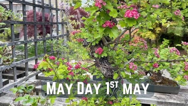 May day 1st may May day 1st may
