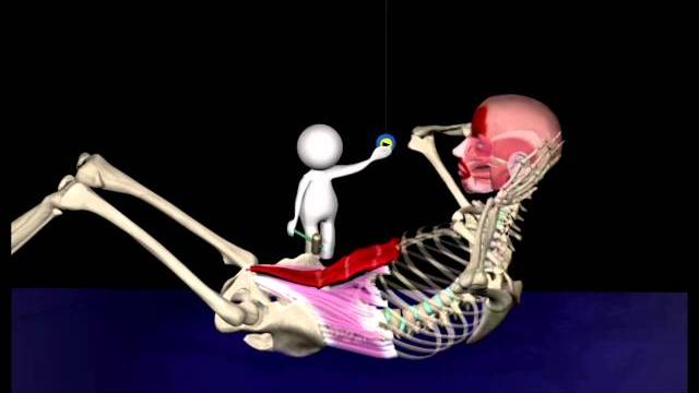 How abdominal muscles work How abdominal muscles work
