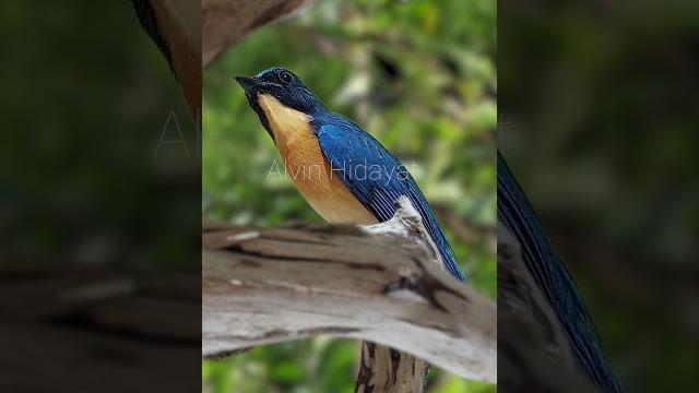 Voices of the forest: songbirds in the wilderness Voices of the forest: songbirds in the wilderness