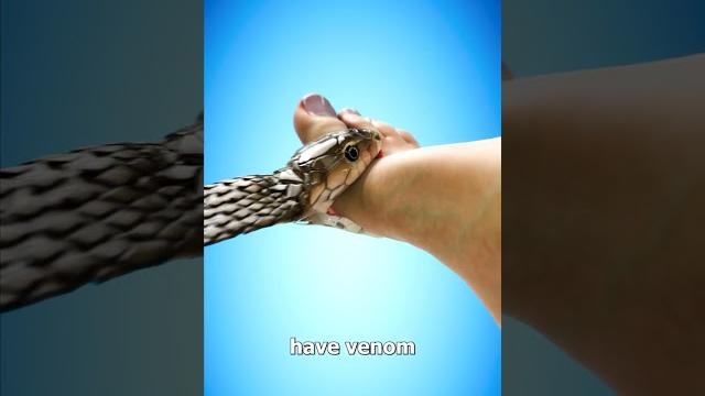 What happens when a snake bites you? What happens when a snake bites you?