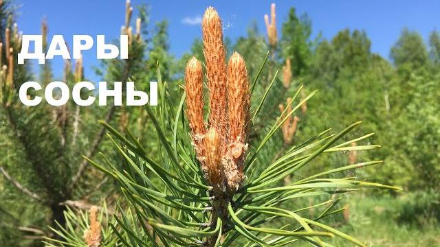 Сосновая пыльца, побеги, шишки: сбор и заготовка Сосновая пыльца, побеги, шишки: сбор и заготовка