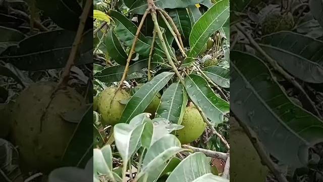 #nature#mango#yummy#plant world #nature#mango#yummy#plant world