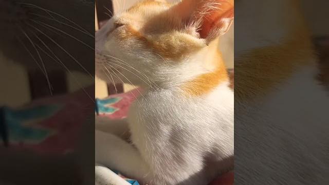 Tango #cat #catparents #vlog Tango #cat #catparents #vlog