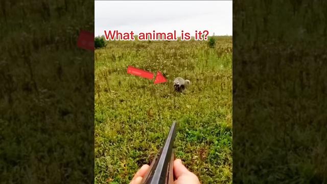 «в прицеле: мое путешествие по охоте на лис» #охота#huntingrussia#wildhunting#wildlife#foxhunting «в прицеле: мое путешествие по охоте на лис» #охота#huntingrussia#wildhunting#wildlife#foxhunting