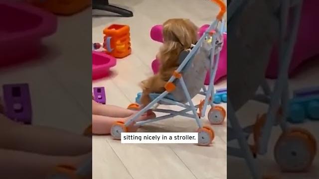 Little girl reads fairytales to pup in stroller #shorts Little girl reads fairytales to pup in stroller #shorts