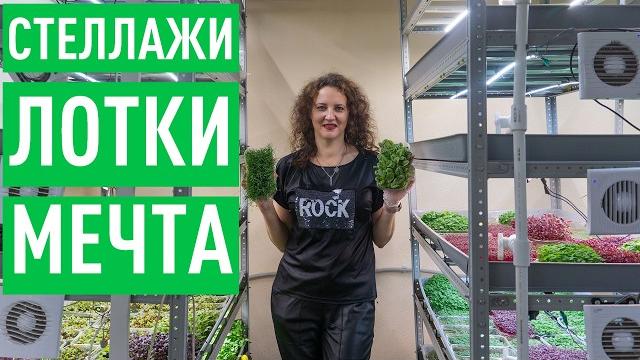 Бизнес на микрозелени доступный каждому Бизнес на микрозелени доступный каждому