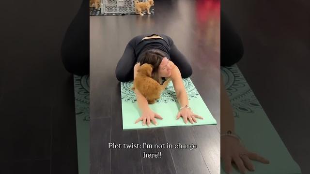 Pov: you try to relax, and goldendoodles make you their playground #puppyyoga #goldendoodle Pov: you try to relax, and goldendoodles make you their playground #puppyyoga #goldendoodle