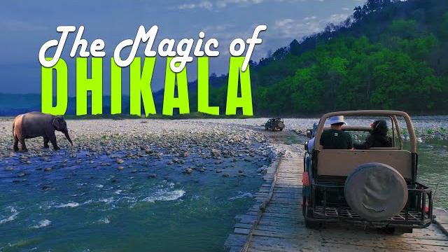 Dhikala: final safari of the season – tigers, elephants & more! - 4k video hindi | हिन्दी Dhikala: final safari of the season – tigers, elephants & more! - 4k video hindi | हिन्दी