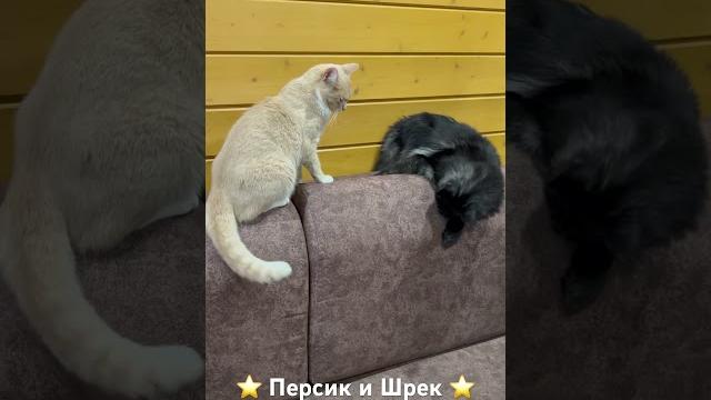 Криминальные разборки. эпизод 1 Криминальные разборки. эпизод 1