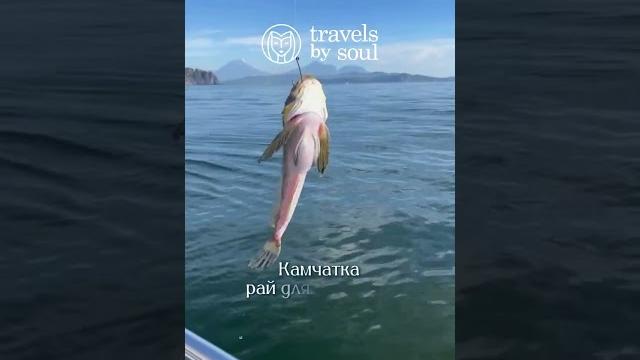 Удивительный мир камчатки ️ Удивительный мир камчатки ️