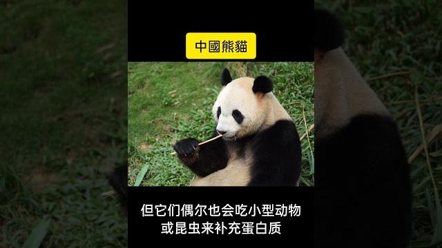 中國大熊貓,普通話中文字幕 中國大熊貓,普通話中文字幕