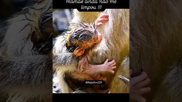 #bebê #novinho #sujinho #animais #monkey #cute #bebê #novinho #sujinho #animais #monkey #cute