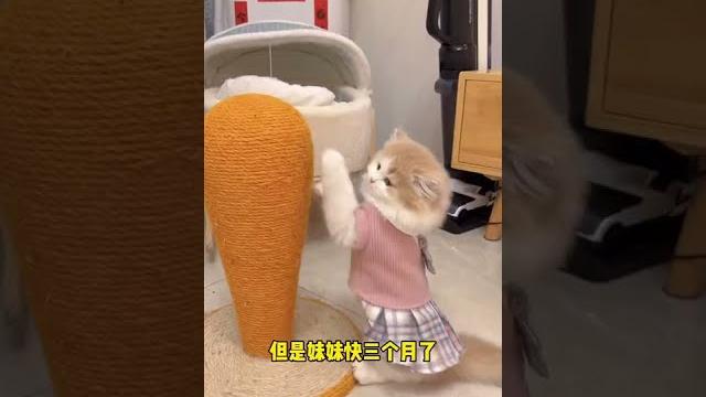 【小奶貓成長記】最後那可憐兮兮的眼神 誰頂得住啊 【小奶貓成長記】最後那可憐兮兮的眼神 誰頂得住啊