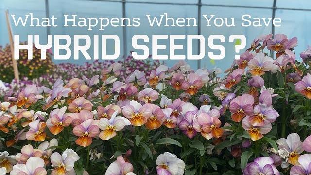 What happens when you save hybrid seed? What happens when you save hybrid seed?