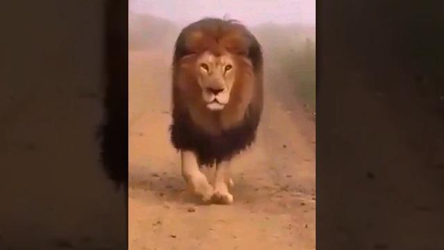Почему льва называют царем зверей ? #саморазвитие #lion #авызнали #интересно #интересныефакты Почему льва называют царем зверей ? #саморазвитие #lion #авызнали #интересно #интересныефакты