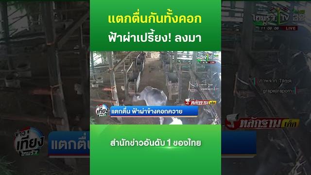 แตกตื่น ฟ้าผ่าข้างคอกควาย | thairath news แตกตื่น ฟ้าผ่าข้างคอกควาย | thairath news