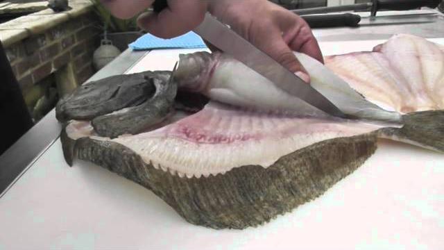 Passionate about fish - how to fillet a wild turbot Passionate about fish - how to fillet a wild turbot
