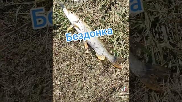 Рыбалка в бишкеке. с.восток. бездонка Рыбалка в бишкеке. с.восток. бездонка