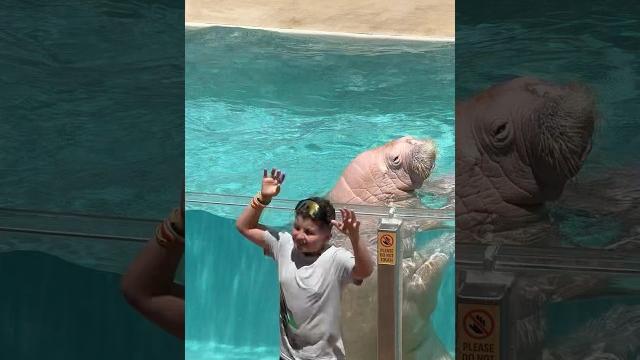 Walrus Walrus