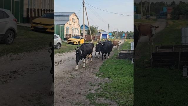 Машина в безопасности ждём молоко Машина в безопасности ждём молоко