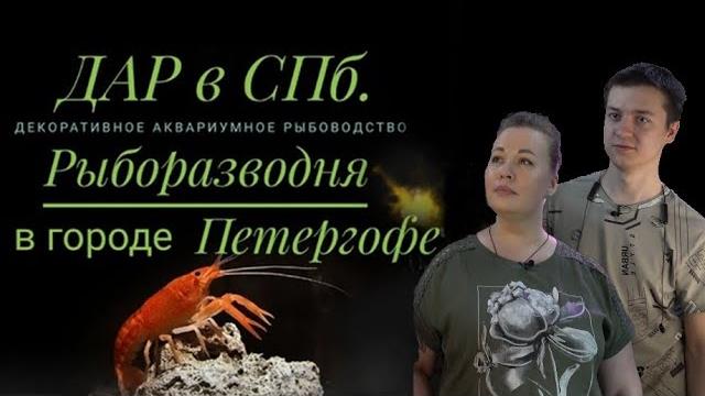 Рыборазводня дар г. петергоф. санкт-петербург Рыборазводня дар г. петергоф. санкт-петербург