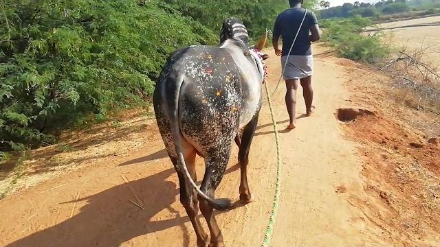 நம்ப கருப்பு மாடு kunnarampatti நம்ப கருப்பு மாடு kunnarampatti