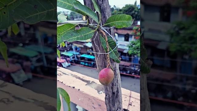 American red palmer, mango. #nature #beautifulflower #flowers #tariqazizpoetry #garden #mango #tree American red palmer, mango. #nature #beautifulflower #flowers #tariqazizpoetry #garden #mango #tree